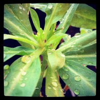 /album/foto-del-dia/gota-rocio-jpg/